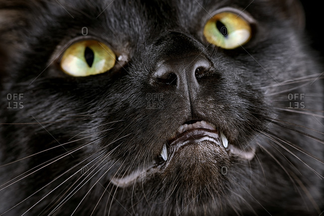 Face of black cat
