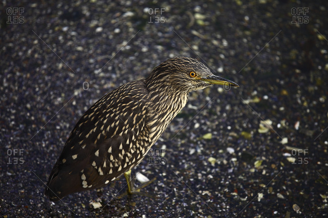 A Black-crowned Night Heron (Nycticorax nycticorax) on the Beagle Channel