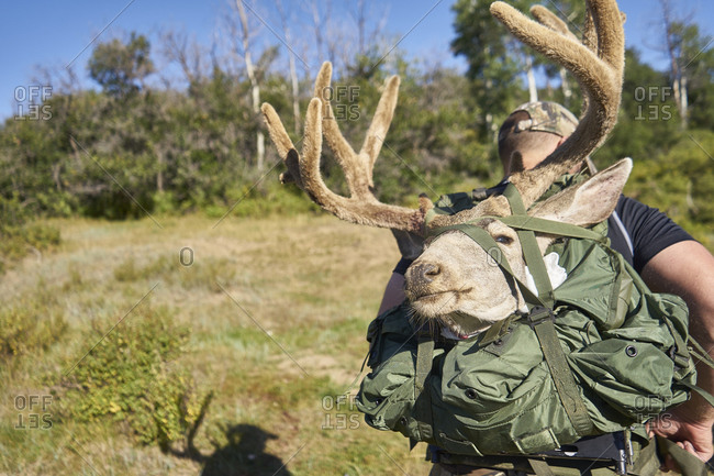 Hunter carrying deer head in Pagosa Springs Colorado