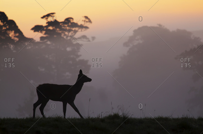 Red Deer hind at sunrise in British contryside, Somerset, UK