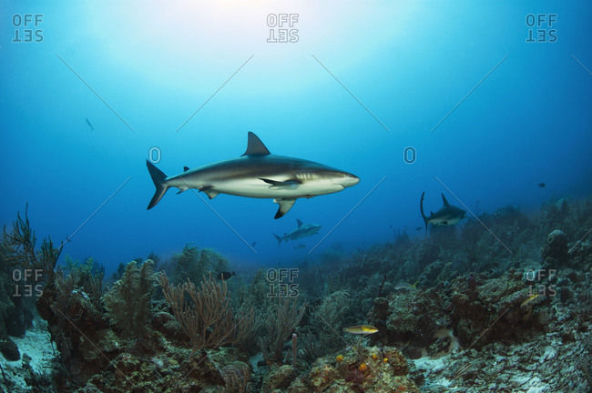 Reef sharks search for food