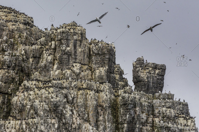Steep cliffs filled with nesting birds on the south side of Bjornoya, Bear Island, Svalbard, Arctic, Norway, Scandinavia