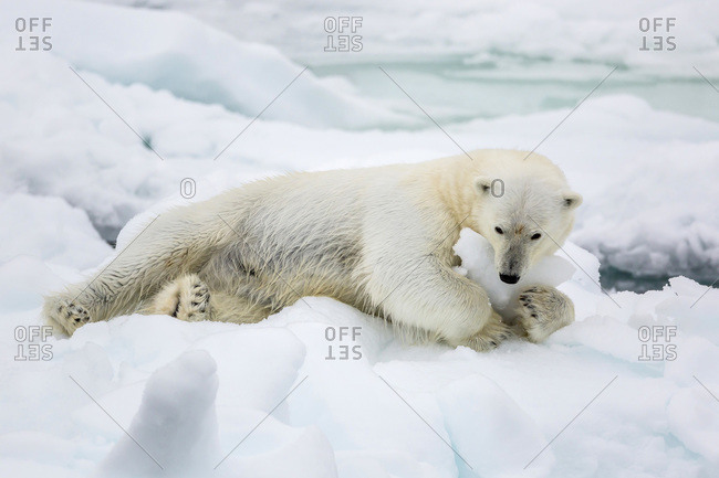 Adult polar bear (Ursus maritimus) stretching on first year sea ice in Olga Strait, near Edgeoya, Svalbard, Arctic, Norway, Scandinavia