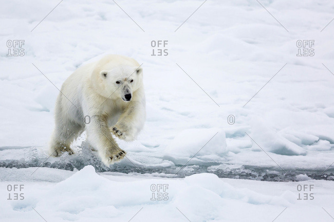 Adult polar bear (Ursus maritimus) leaping across open lead in first year sea ice in Olga Strait, near Edgeoya, Svalbard, Arctic, Norway, Scandinavia