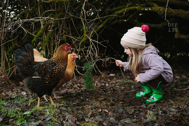 Chicken and girl looking at each other in yard