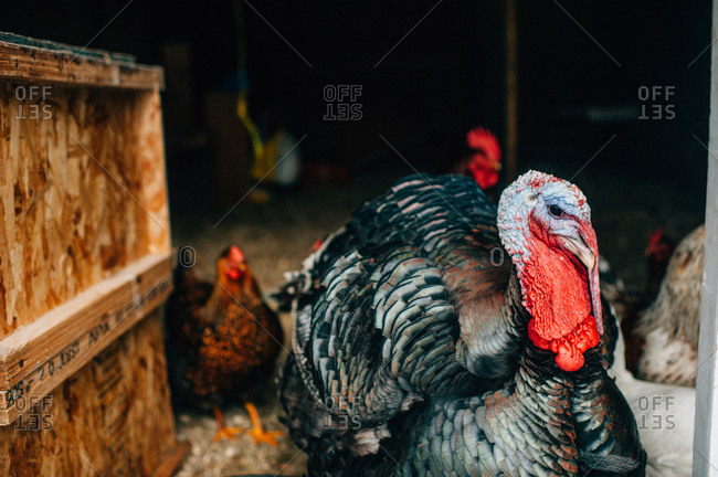 Turkey and chickens in shed