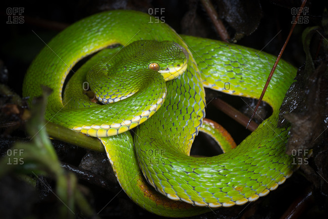 Coiled green bamboo snake on the jungle floor