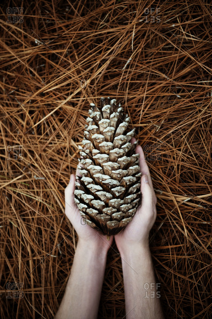 Hands holding a pine cone