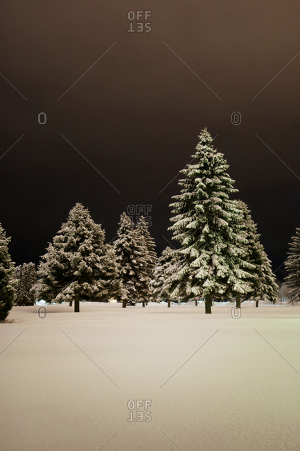 Field of pine trees in snowy landscape