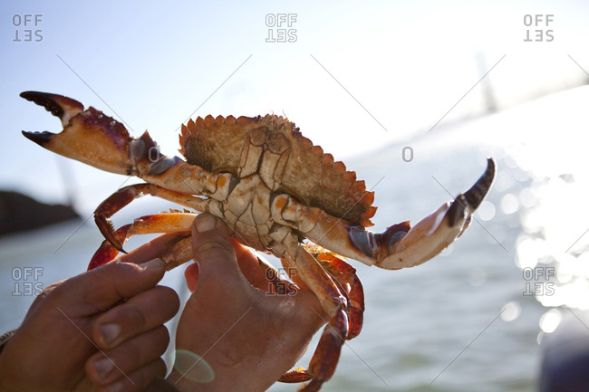 Crab fisherman displaying crab in his hands