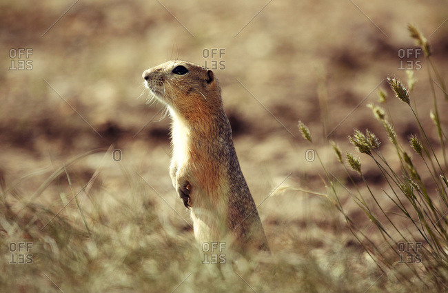A Richardson\'s Ground Squirrel (Spermophilus richardsonii) peeks out of his hole on the Canadian prairies
