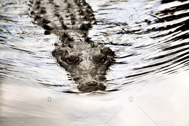 Wild crocodile swimming in a swamp near Cancun, Mexico
