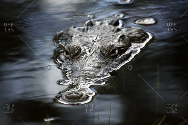 Wild crocodile swimming in a swamp near Cancun, Mexico
