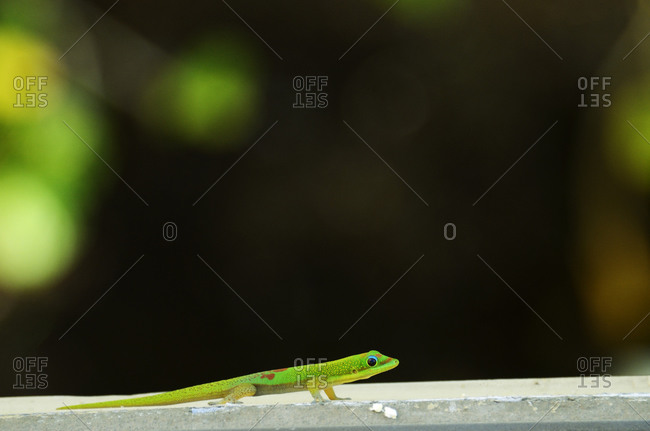 A green gecko crawls on the side of a house in Kona the Big Island of Hawaii