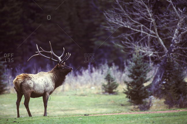 A mature Elk (Cervus elaphus) looks alert along the Yellowstone to Yukon Trail in Alberta