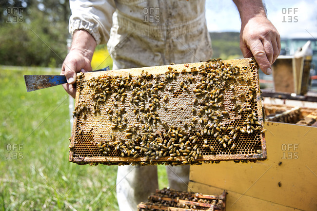 Beekeeper holding beehive tray