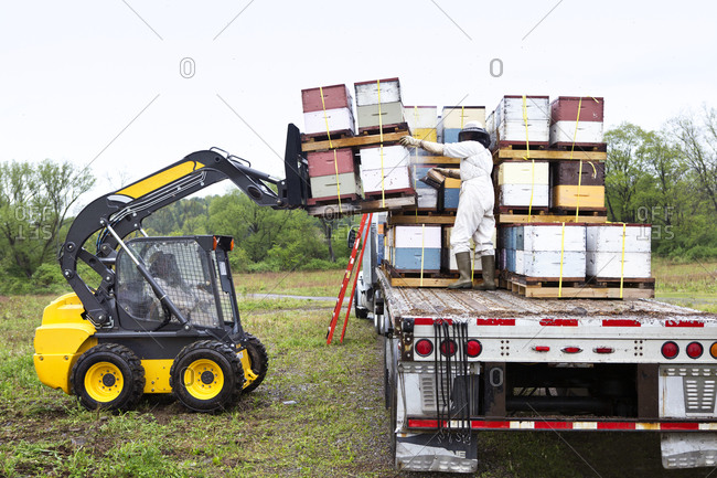 Forklift unloading beehives from semi-trailer truck
