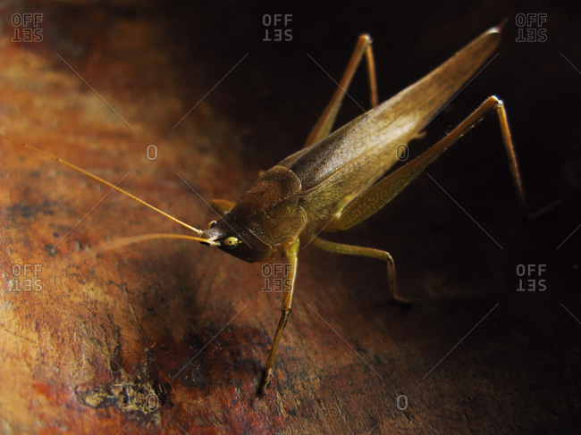 Close up of a brown insect