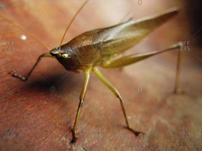 Brown insect on wooden surface