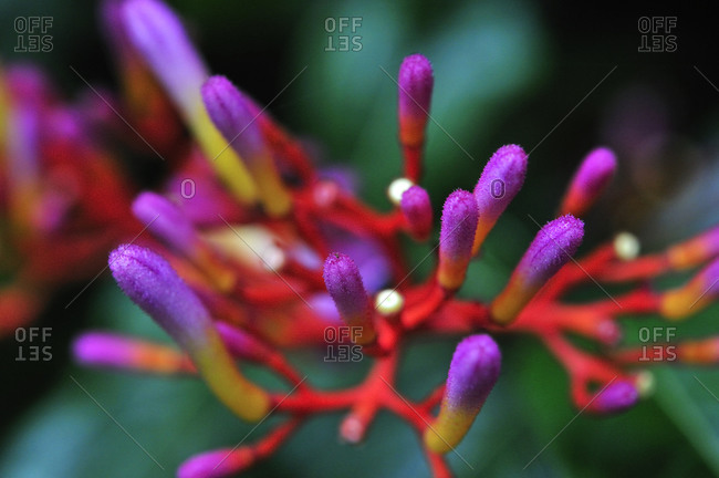 Close up of an exotic flower