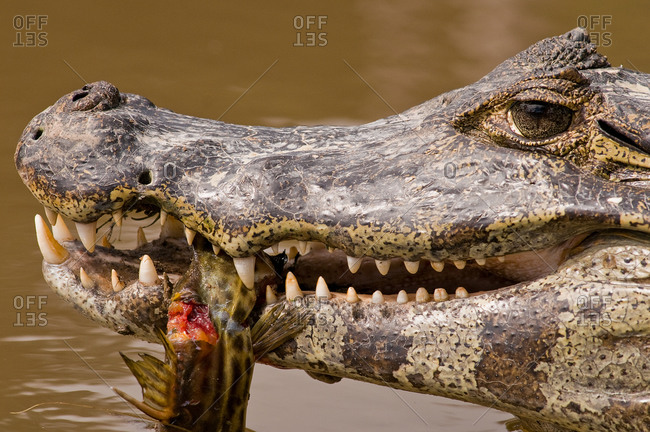 Crocodile swimming in a Brazilian river