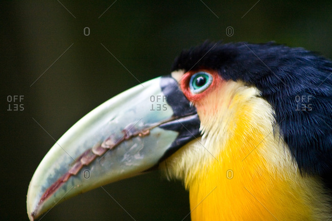 Side view of toucan in Birds Park in Foz do Iguacu, Brazil