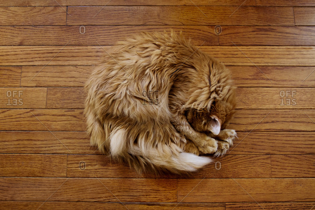 A long-haired orange cat curled up on a wood floor