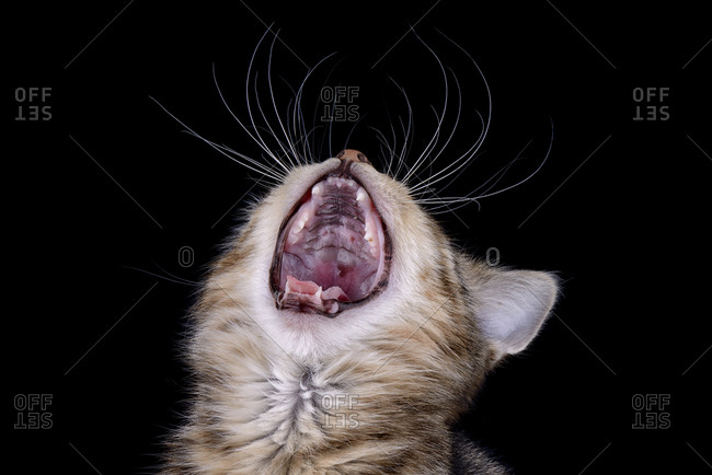 Tabby cat in front of black background