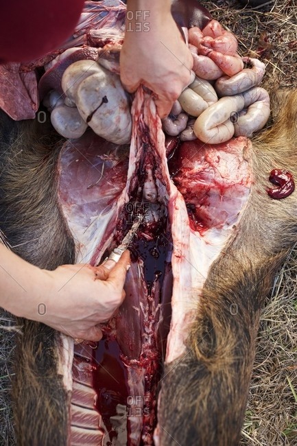Person gutting a feral pig