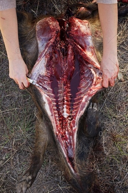 Person showing a gutted wild boar