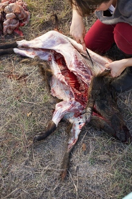 Person skinning the carcass of a wild boar