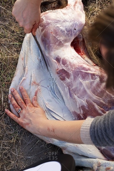 People skinning a wild boar