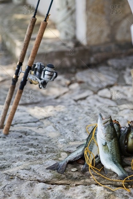 Fishing rod next to the daily catch