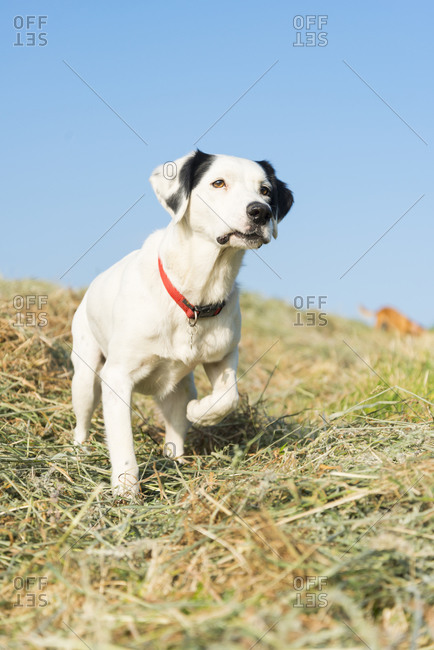 An alert dog in a field
