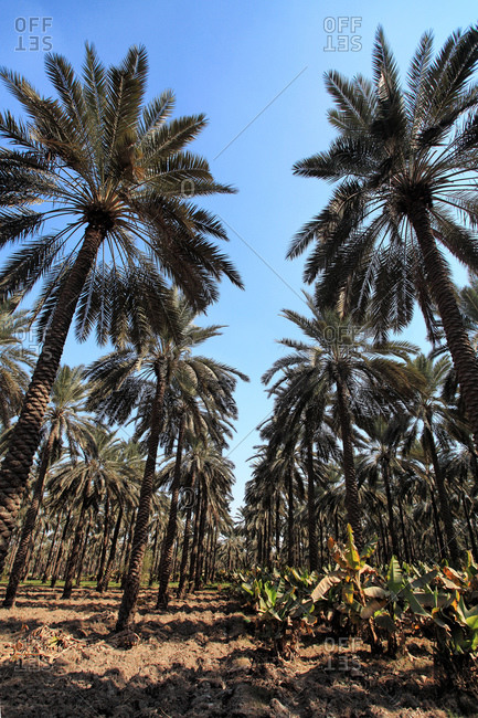 Rows of date palm trees on a plantation
