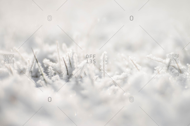 Snow-covered blades of grass
