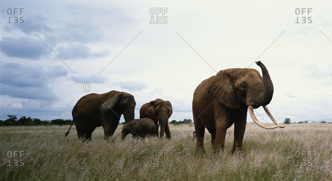 African elephants in the savanna