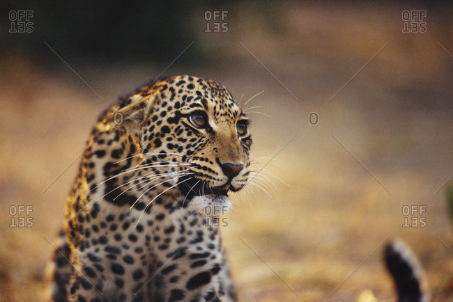 Leopard cub with threatened expression