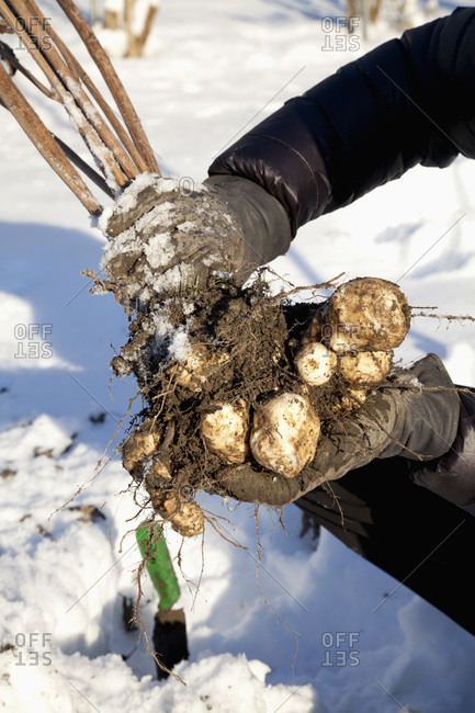 Man harvesting Jerusalem artichoke tubers in winter