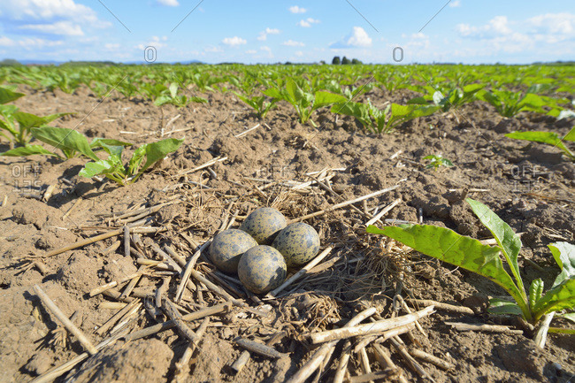 Nest with eggs of a lapwing (vanellus vanellus) in sugar beet field in springtime
