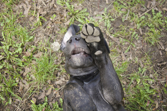 Close-up of four month old english mastiff puppy rolling on ground with paws in air