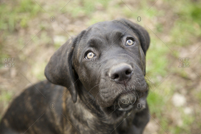 Close-up portrait of four month old english mastiff puppy sitting outside in spring