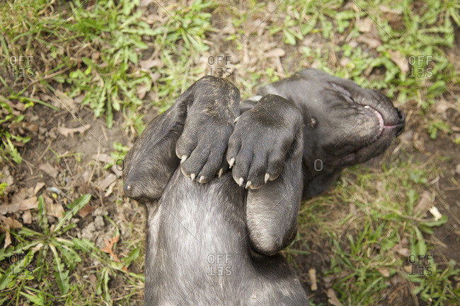 Close-up of four month old english mastiff puppy rolling around on ground with paws up