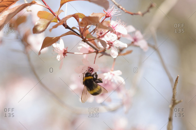 Close-up of tree bumblebee (bombus hypnorum) on cherry plum (prunus cerasifera) blossom in spring