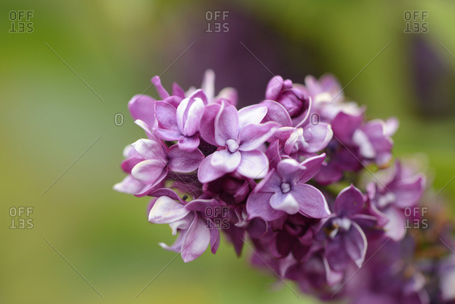 Close-up of common Lilac (syringa vulgaris) blossoms in spring