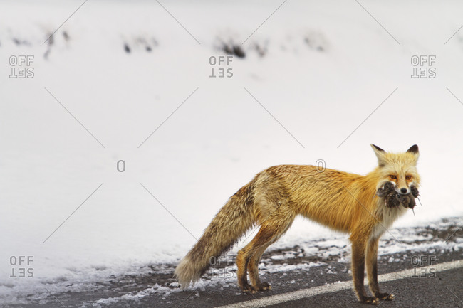 Fox with dead mice in its mouth