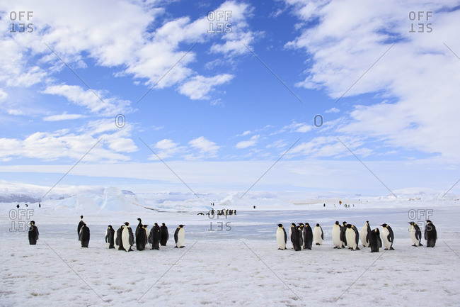 Emperor Penguins in Snow Hill Island, Antarctica