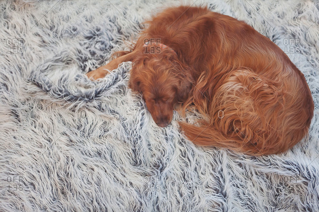 Dog laying on furry rug