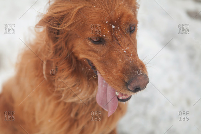 Dog panting outside in snow