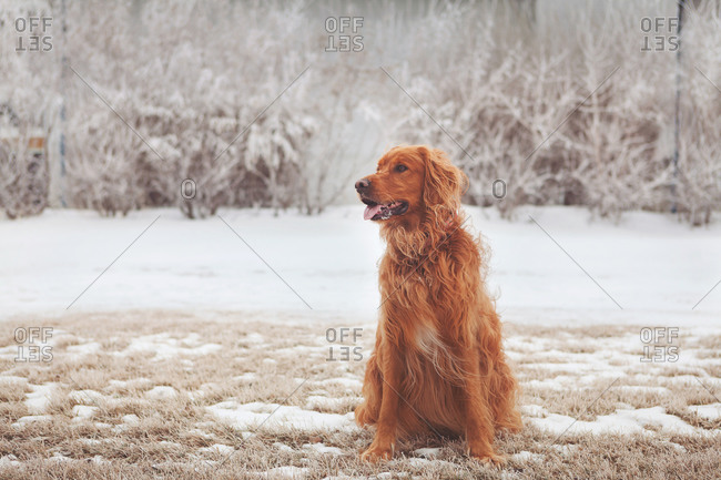 Dog sitting panting in snowy field